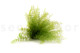 Preserved Air Fern Light Green (Creabox S) 3