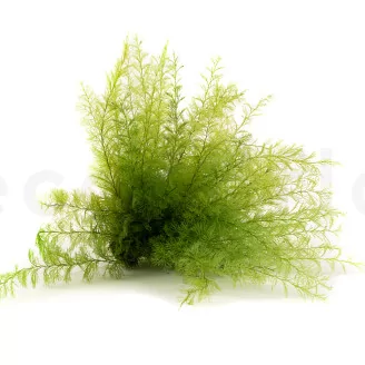 Preserved Air Fern Light Green (Creabox S)