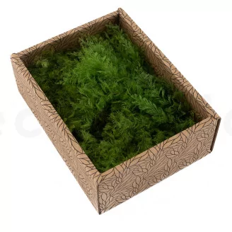 Preserved Air Fern Light Green (Creabox S)