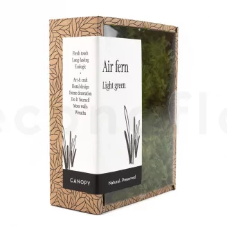 Preserved Air Fern Light Green (Creabox S)