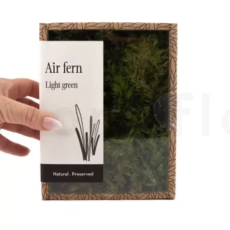 Preserved Air Fern Light Green (Creabox S)