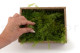 Preserved Air Fern Light Green (Creabox S) 5