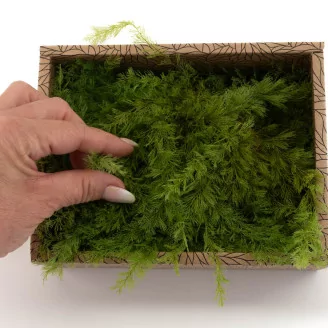 Preserved Air Fern Light Green (Creabox S)