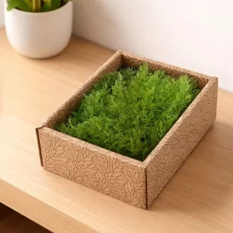 Preserved Air Fern Light Green (Creabox S)