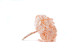 Preserved Hydrangea Pink Blush 10
