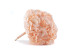 Preserved Hydrangea Pink Blush 3