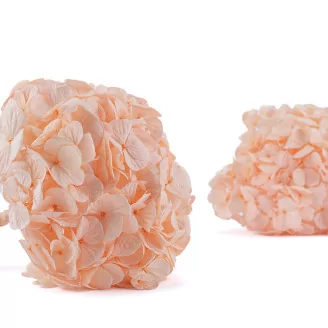 Preserved Hydrangea Pink Blush