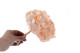 Preserved Hydrangea Pink Blush 7