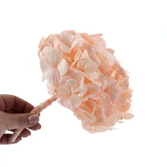 Preserved Hydrangea Pink Blush