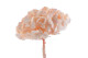 Preserved Hydrangea Pink Blush 4