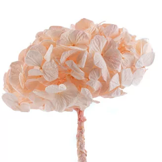 Preserved Hydrangea Pink Blush