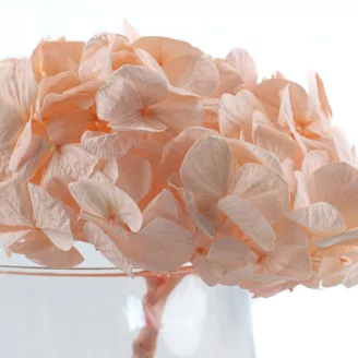 Preserved Hydrangea Pink Blush