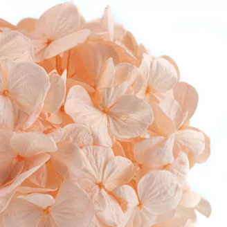 Preserved Hydrangea Pink Blush