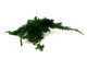Preserved Juniper 3