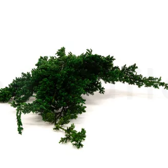 Preserved Juniper