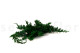 Preserved Juniper 4