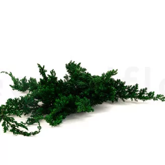 Preserved Juniper