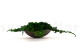 Preserved Juniper 9