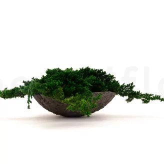 Preserved Juniper