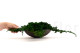 Preserved Juniper 8