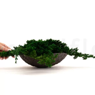 Preserved Juniper