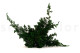 Preserved Juniper 5
