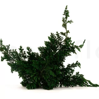 Preserved Juniper