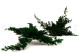 Preserved Juniper 6