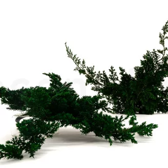 Preserved Juniper