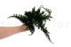 Preserved Juniper 7