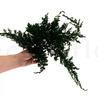 Preserved Juniper