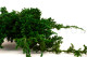 Preserved Juniper 2