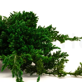 Preserved Juniper