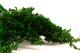 Preserved Juniper - Green 10