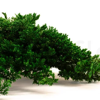Preserved Juniper