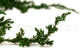Preserved Juniper 11
