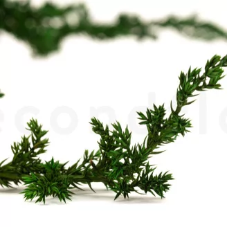 Preserved Juniper