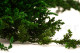 Preserved Juniper 12