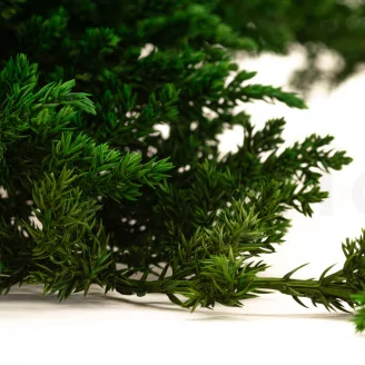 Preserved Juniper