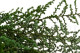 Preserved Stoebe Green 3