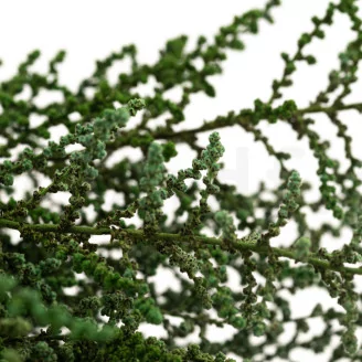 Preserved Stoebe Green