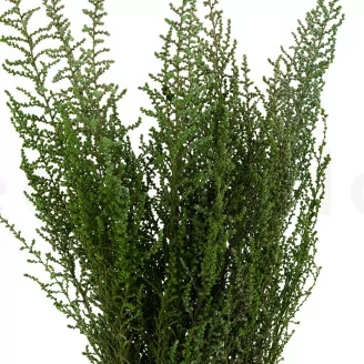 Preserved Stoebe Green