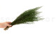 Preserved Stoebe Green 4