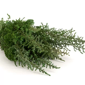 Preserved Stoebe Green