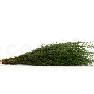 Preserved Stoebe Green