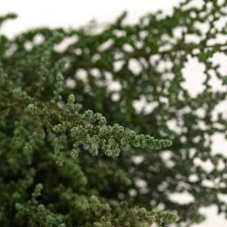 Preserved Stoebe Green