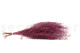 Preserved Stoebe Pink 8