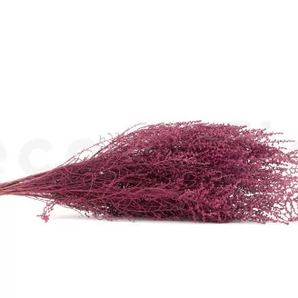 Preserved Stoebe Pink