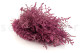 Preserved Stoebe Pink 3