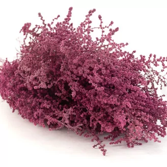Preserved Stoebe Pink